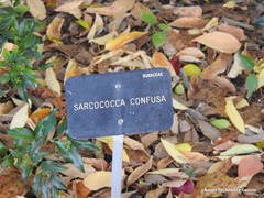 Sarcococca confusa