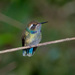 Wedge-billed Hummingbirds - Photo (c) Cláudio Dias Timm, some rights reserved (CC BY-NC-SA)