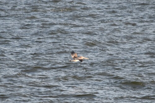 Brown Pelican photographed in New Jersey