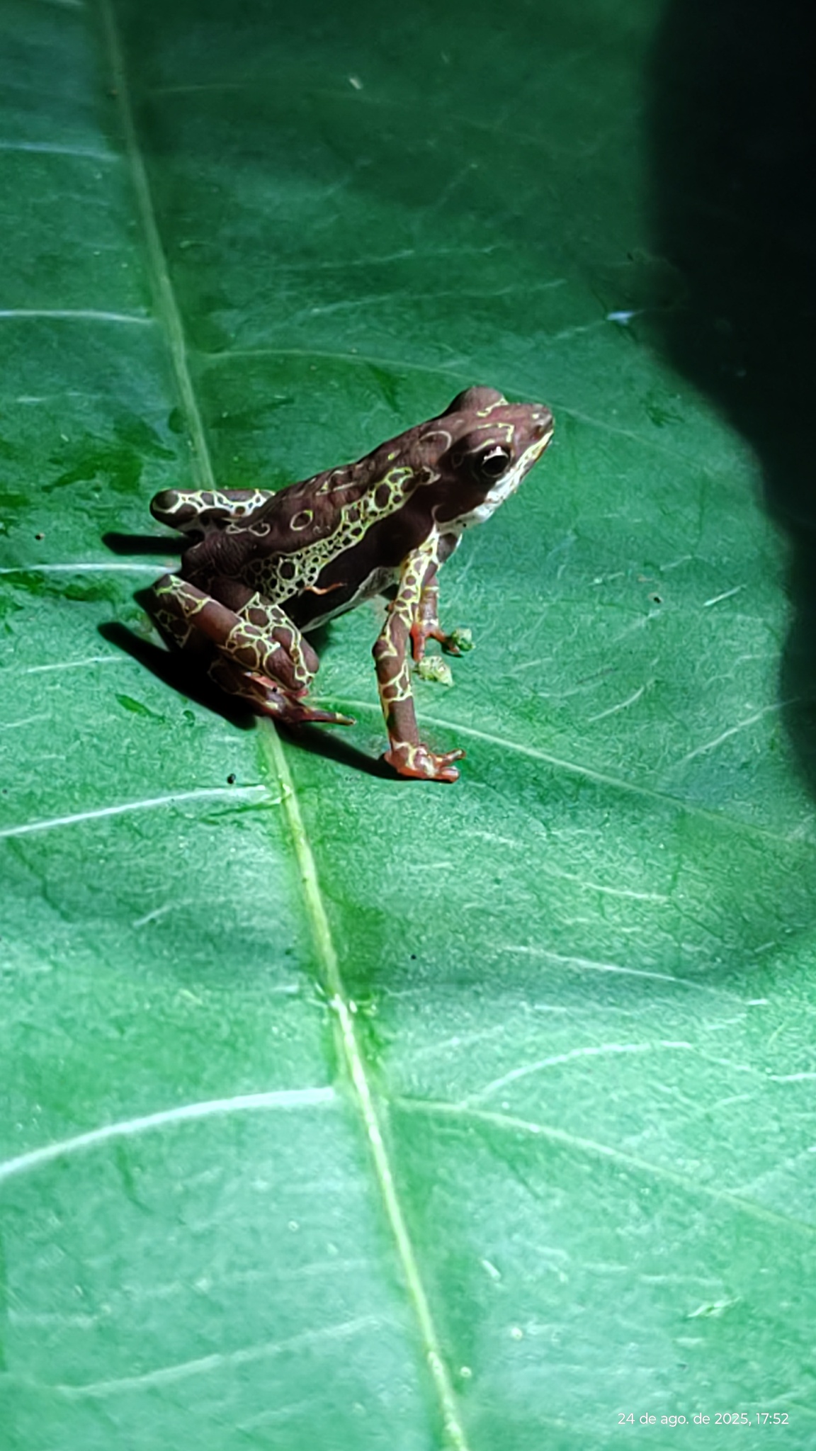 Manaus Harlequin Toad photo 5