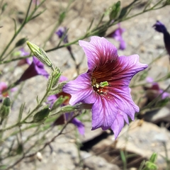 Salpiglossis sinuata