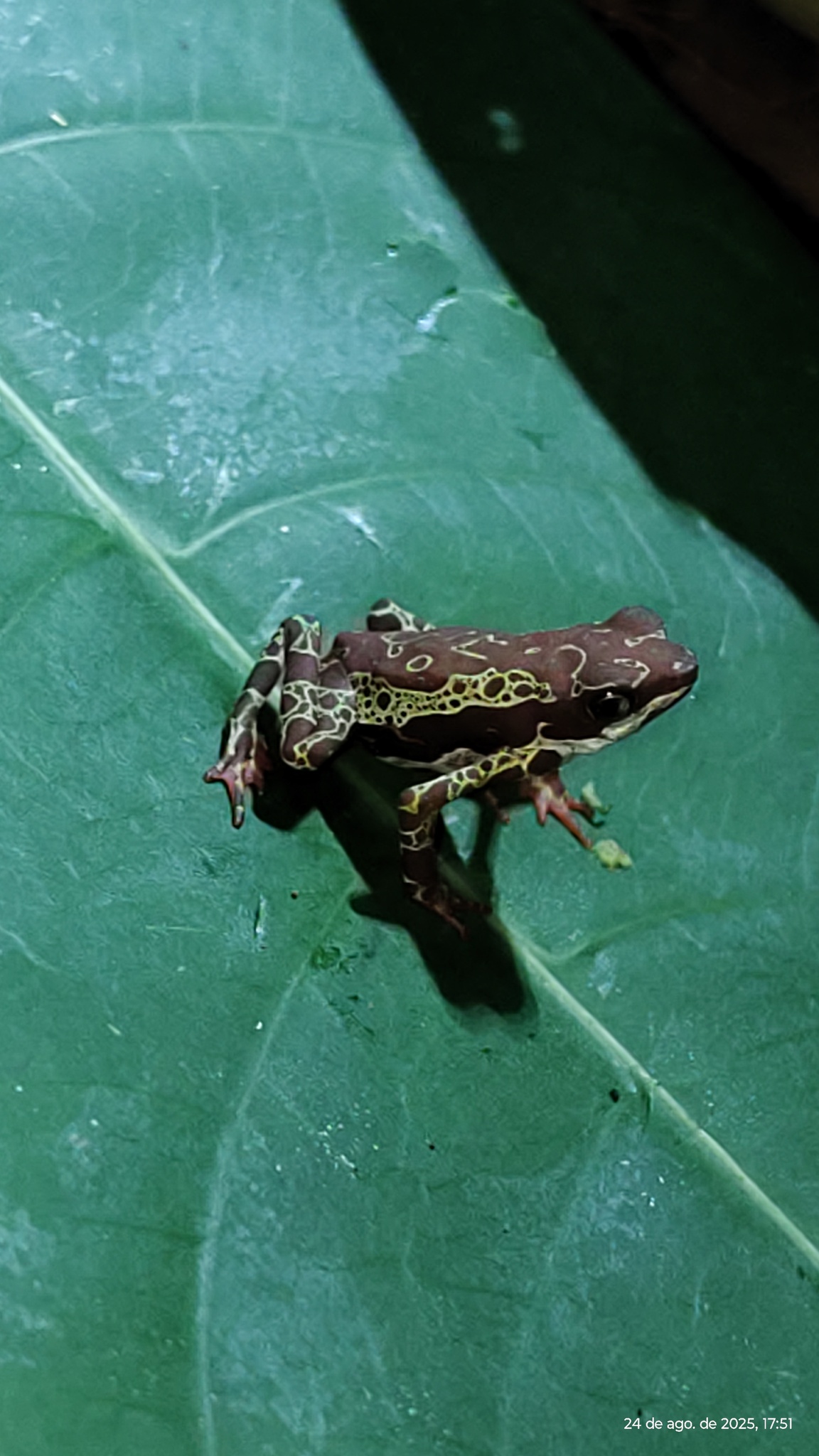 Manaus Harlequin Toad photo 6