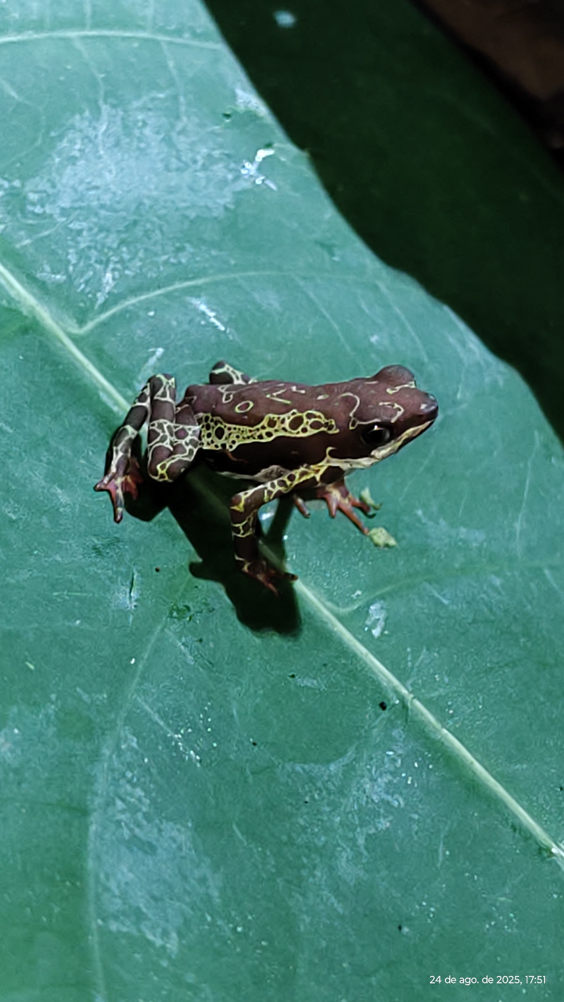 Manaus Harlequin Toad photo 7