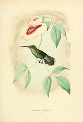 Blue-Fronted Lancebill photo 2