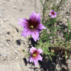 Salpiglossis sinuata
