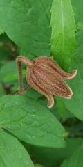 Clematis fusca