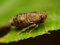 Pissonotus