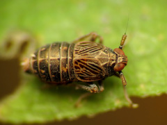 Pissonotus