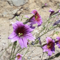 Salpiglossis sinuata