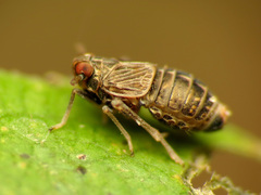 Pissonotus