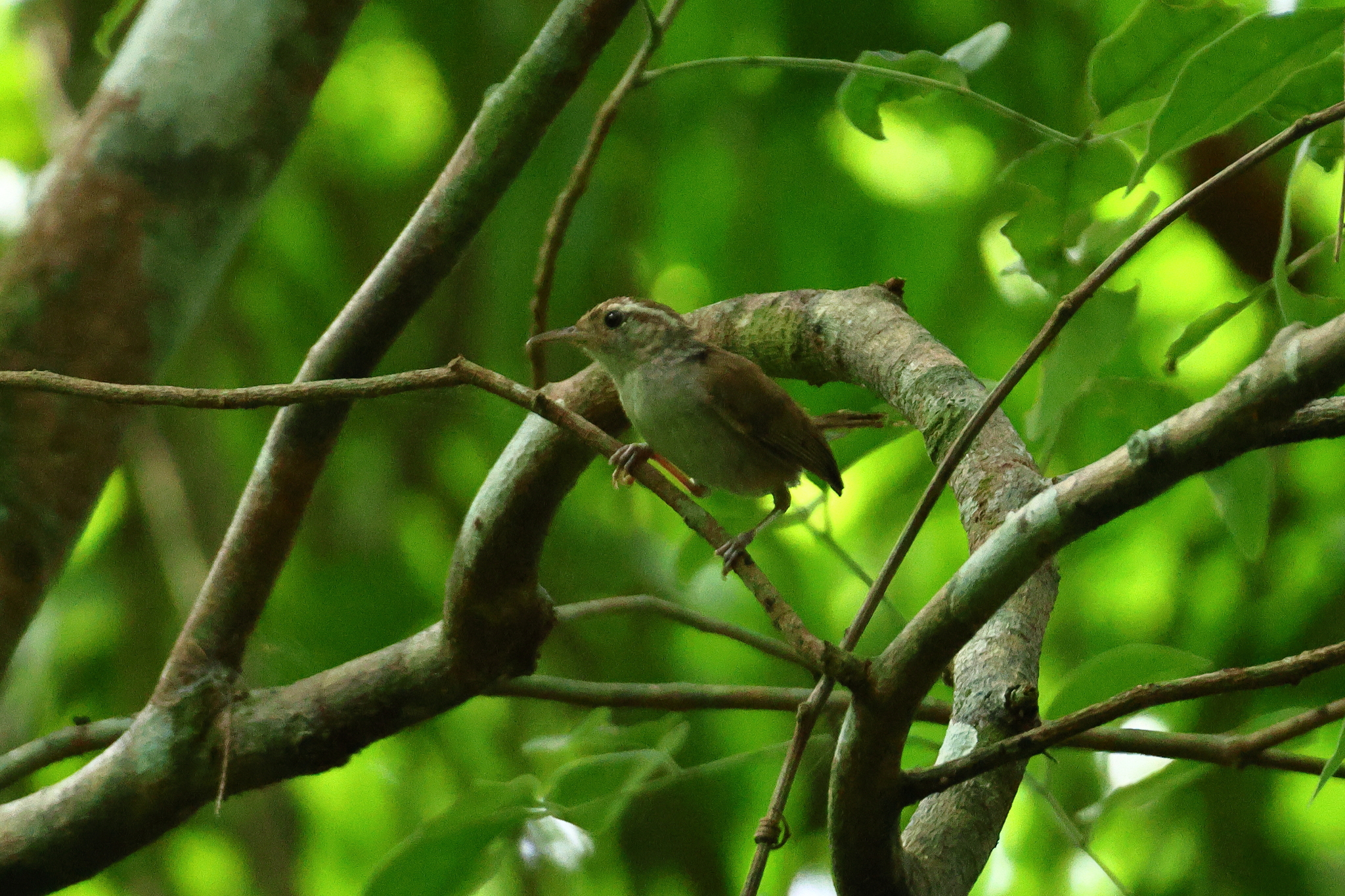 White-bellied Wren (Uropsila leucogastra), photo 5