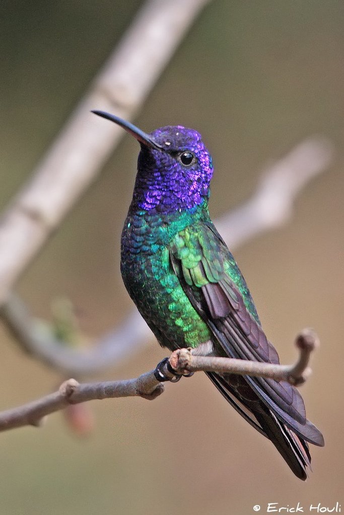 Chrysuronia