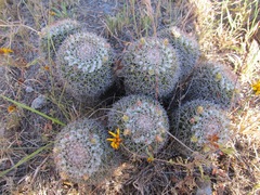 Mammillaria karwinskiana
