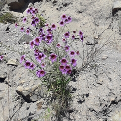 Salpiglossis sinuata