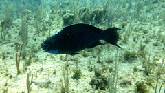 Scarus coelestinus
