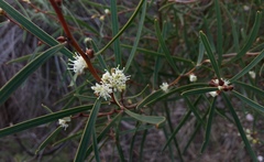 Hakea carinata