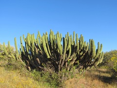 Myrtillocactus schenckii