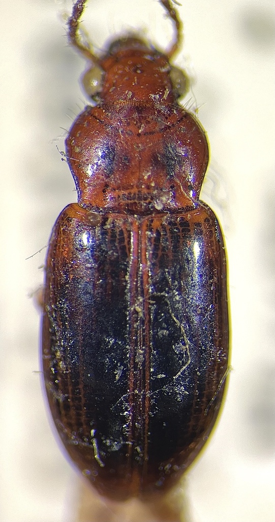 Bradycellus obsoletus