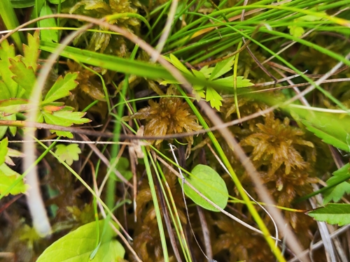Sphagnum contortum observed 2025-08-30