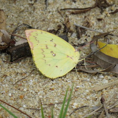 Catopsilia gorgophone