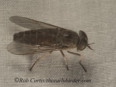 Tabanomorpha