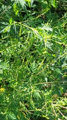 Ambrosia artemisiifolia — photo 3