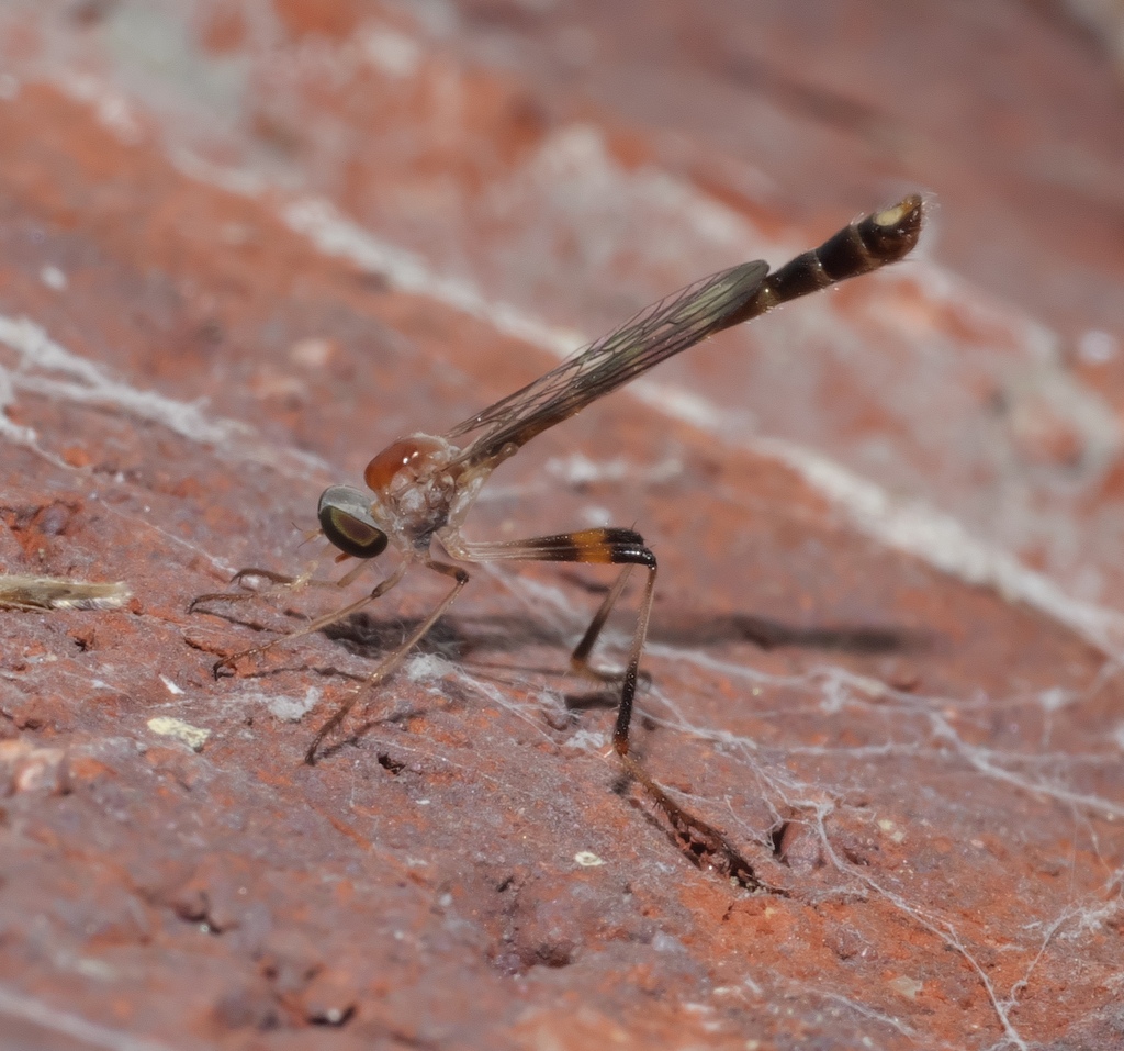 Red-backed Pixie