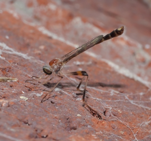 Red-backed Pixie