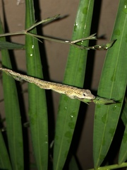 Anolis aeneus