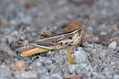 Macrotona securiformis