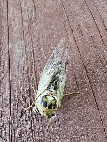 Plains Cicada