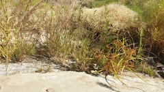 Lythrum californicum