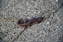 Aneides lugubris