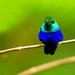 Violet-bellied Hummingbird - Photo (c) Francesco Veronesi, some rights reserved (CC BY-NC-SA)