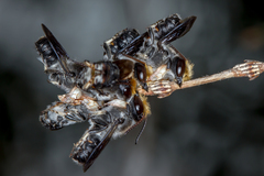 Megachile lucidiventris