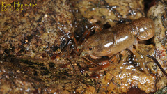 Cambaroides similis