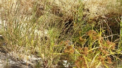 Lythrum californicum