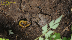 Orobdella tsushimensis