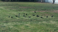 Sturnus vulgaris