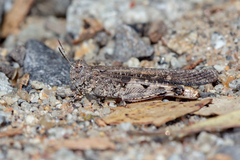 Austroicetes pusilla