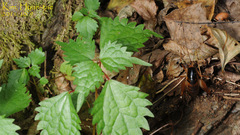 Diestrammena unicolor