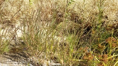 Lythrum californicum