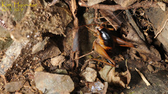 Diestrammena unicolor