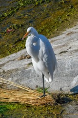 Ardea alba