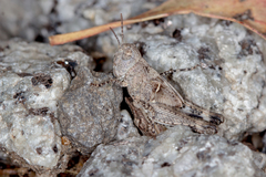 Austroicetes