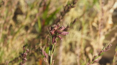 Lythrum californicum