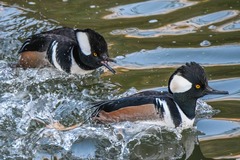 Lophodytes cucullatus