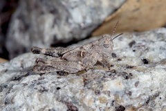 Austroicetes
