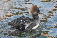 Lophodytes cucullatus