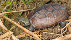 Mauremys reevesii